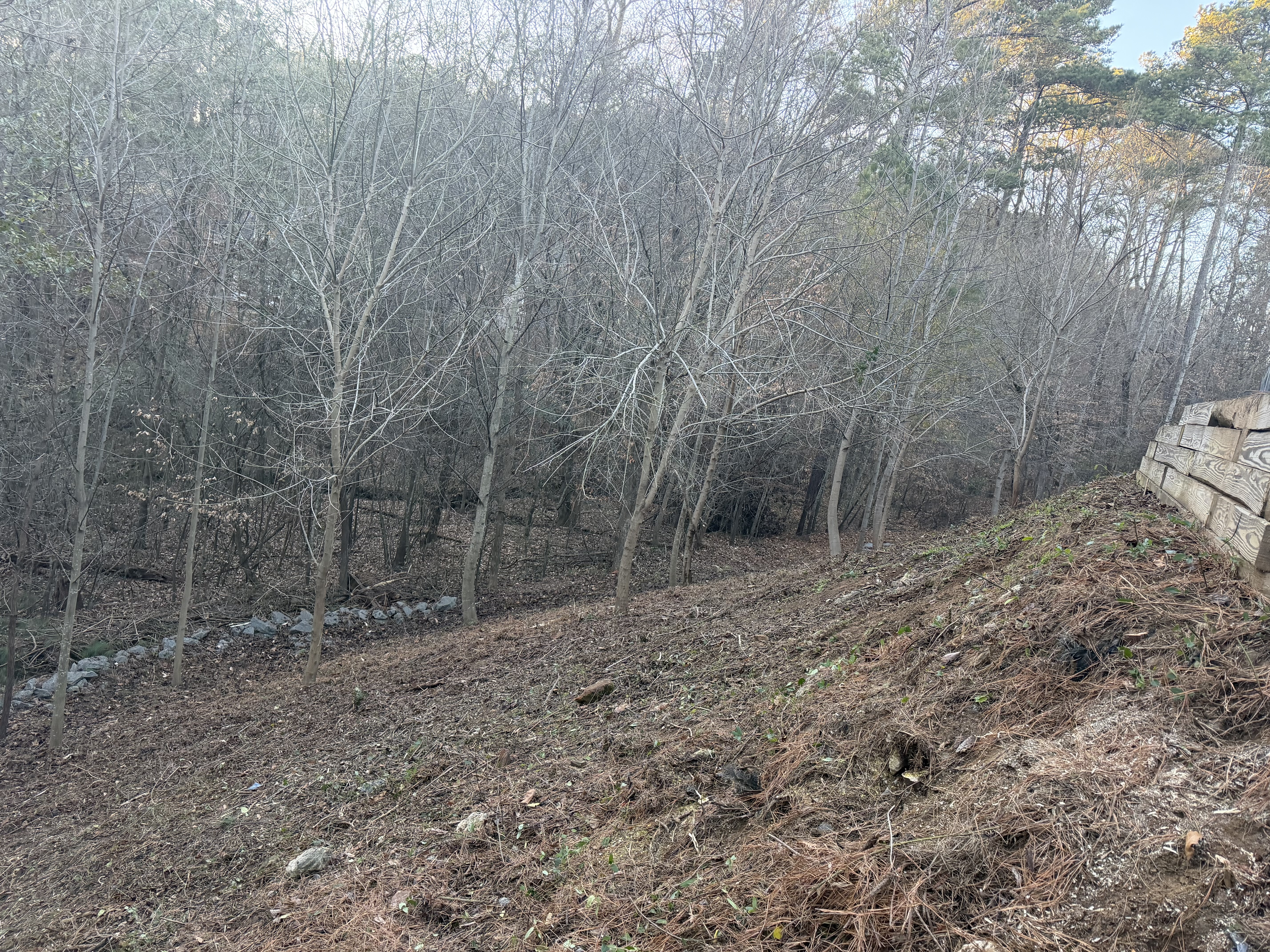 After - Yard Transformation